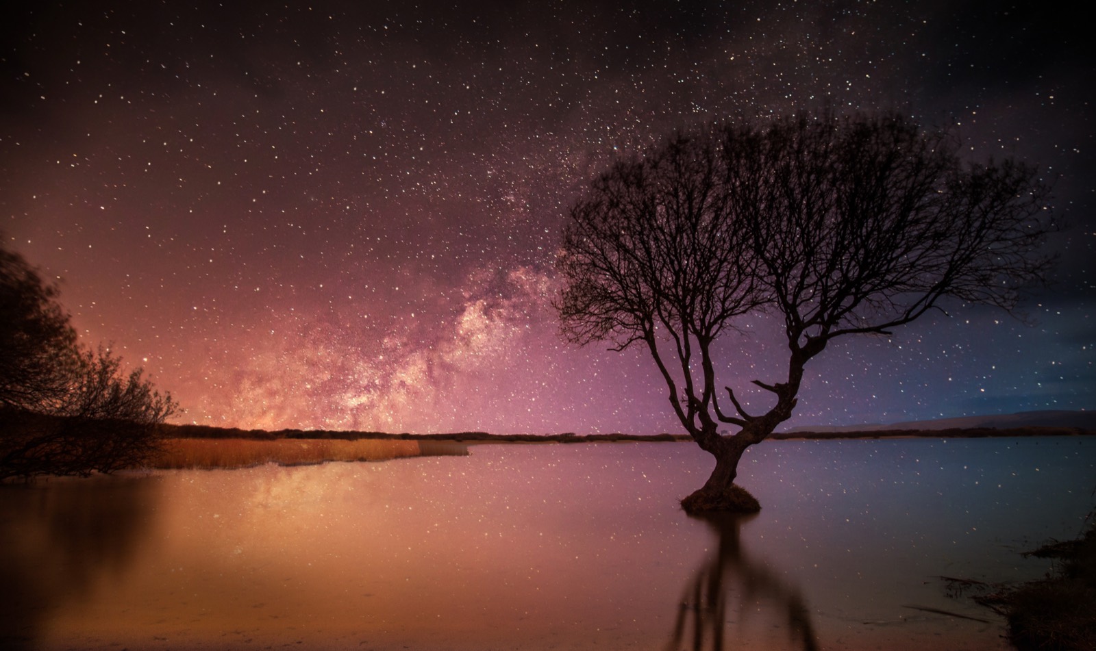 The tree in Kenfig Pool under the night sky, near Porthcawl